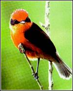 鹟  偶喜欢的鸟